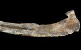 Agujaceratops Rib With Metal Stand - Aguja Formation, Texas #51413-4